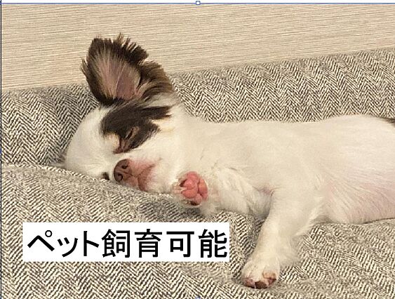 ○ペット飼育可...