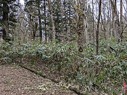 柏原赤川、山林