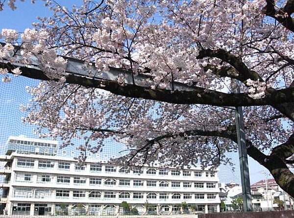 画像12:【中学校】武蔵野市立 第一中学校まで901ｍ