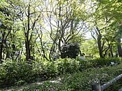 井の頭公園（300m）
