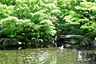 周辺：大田黒公園★（526m）