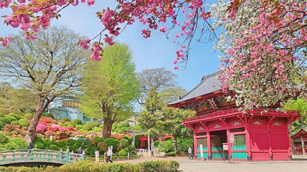 根津神社　徒歩4分