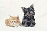 その他：小動物（小型犬、猫など）の飼育が可能なマンションです。飼えるペットの種類は管理規約による制限があります。