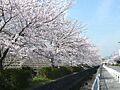 JR沿いの桜並...