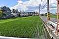 現況　田
