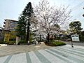 春の季節は桜、...
