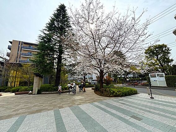 春の季節は桜、...