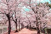 妙法寺川公園（1201m）