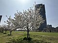 春は桜のしたで...