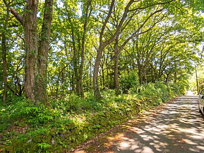 外観:【現地】自然豊かな約164坪の売地です 外観:【現地】自然豊かな約164坪の売地です