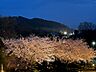 その他：【眺望】桜のシーズンはこのような景色も臨めます