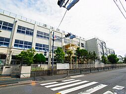 クレスト　タイガー