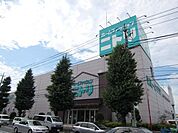 ニトリ 1500m