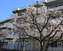 周辺：小学校 1200m 横浜市立桜井小学校