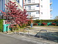 中河原公園へ徒...