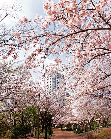 東品川海上公園から撮影した桜と外観写真（2023年4月撮影）