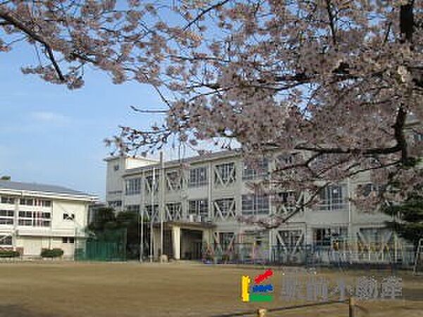 画像26:篠山小学校 校庭の桜