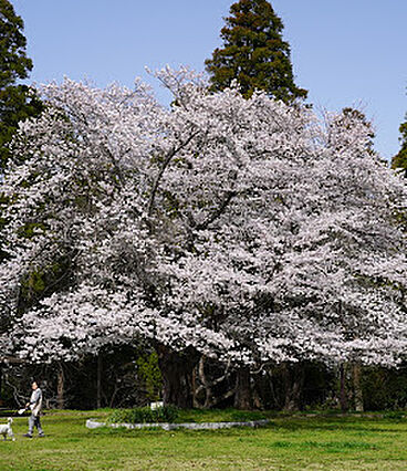 天使の森公園（...