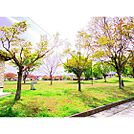 公園「三本柳中央公園まで377ｍ」