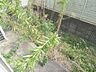 その他：庭