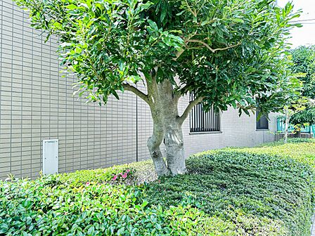 【中庭】居住者専用の中庭は、隅々まで丁寧に手入れをされた植栽に囲まれ、四季折々鮮やかな空間を演出しています。