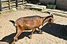 周辺：夢見ヶ崎動物公園の外観