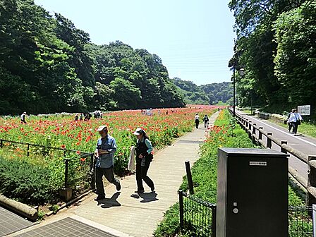 横須賀市立くりはま花の国 ・ハーブ園まで約2400ｍ。四季の花々や豊かな緑を楽しめる広大な公園。約80種のハーブが集まるハーブ園や足湯などがあり、自然に親しみながら過ごせます。