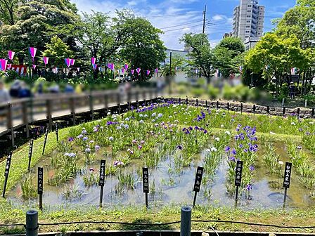 しょうぶ沼公園 徒歩12分。 900m