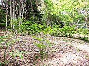 天然ウド（自生）