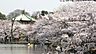 周辺：上野恩賜公園（800m）