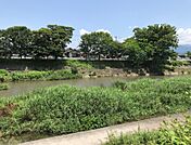 芹川の桜がきれいです