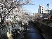 目黒川の桜並木が近いです