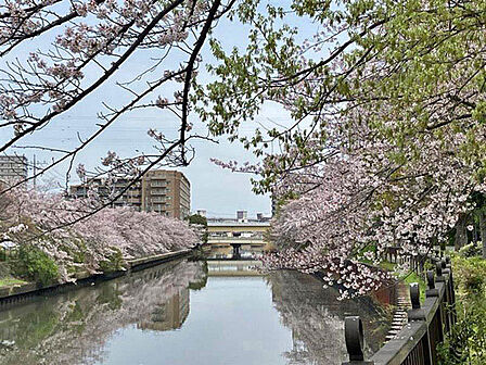 北側の毛長川と桜並木