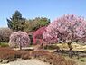 周辺：【公園】越谷梅林公園まで900ｍ