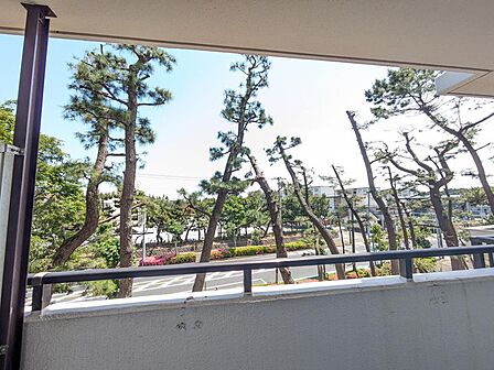 東向きのバルコニーは、2部屋から行き来ができる続きバルコニーです。幅があるバルコニーはお布団や洗濯物がいっぺんに干せるので、この広さは嬉しいですね♪立派な松の木が見えます。