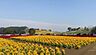 周辺：東京ドイツ村まで2254m