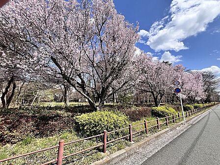 東村山中央公園 春には満開の桜並木が優しく彩る、穏やかな日々がここに （190m）