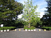中央公園　1100ｍ