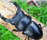 キャプ内にカブト虫・クワガタが飛んできます。