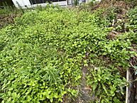 愛媛県宇和島市柿原甲1805-3：物件画像