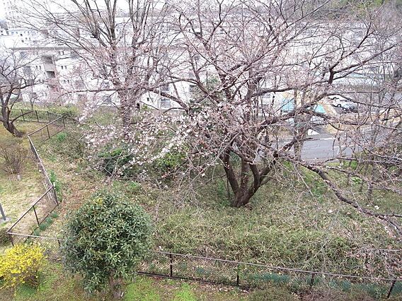 室内から花見が...