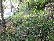 R5.4.22撮影　敷地内の状況　北側道路付近