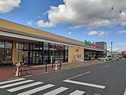 【スーパー】ヨークベニマル古川店まで300ｍ