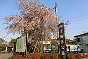 【公園】神代植物公園まで1200ｍ